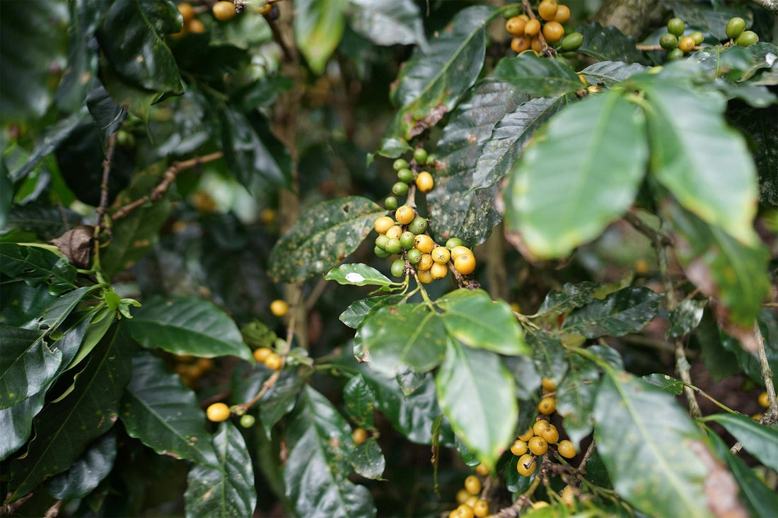 Coffee Prices Are at Record Highs—Here’s How Kafiex Roasters Keeps Costs Stable