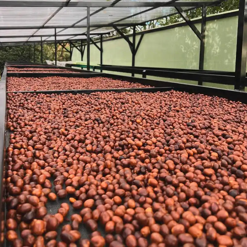 Coffee cherries on covered drying beds at Los Nogales, Colombia. Farm photograph supplied by Forest Coffee.