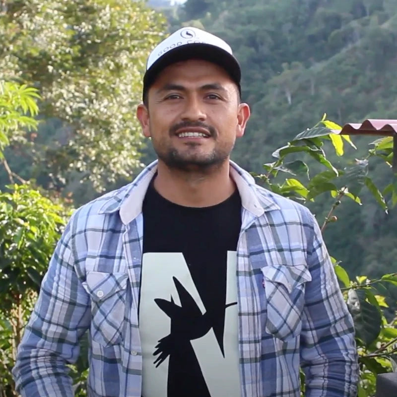 Producer among coffee plants at Los Nogales in Huila, Colombia. Photo supplied by Forest Coffee.